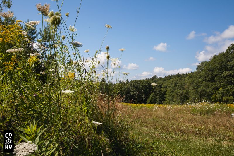August Field