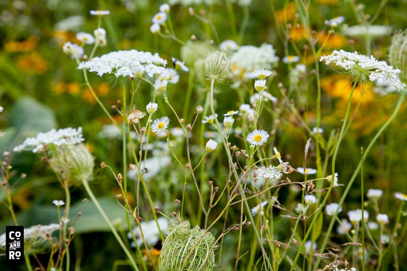 August Field photograph