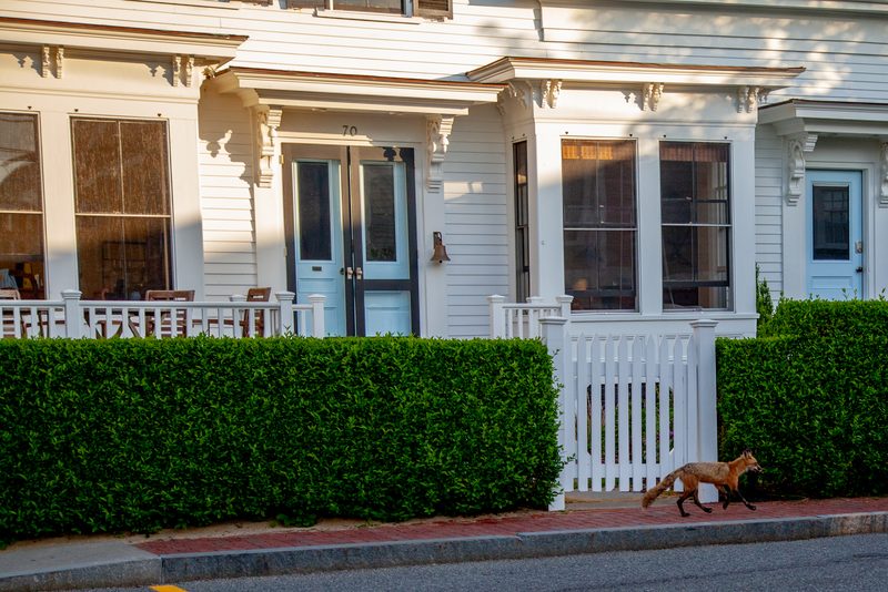 Provincetown Morning photograph